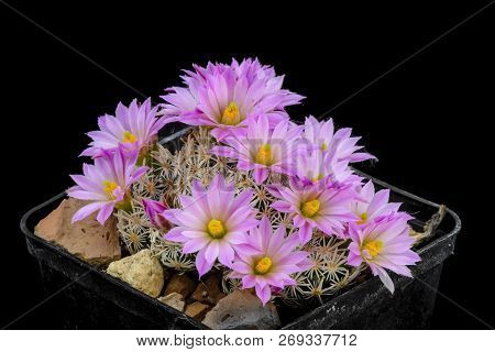 Cactus Escobaria Minima With Flower Isolated On Black