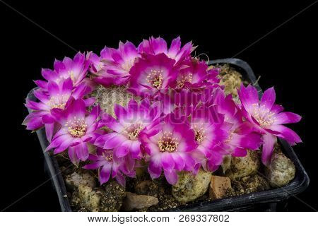 Cactus Sulcorebutia Crispata Gerosenilis With Flower Isolated On Black
