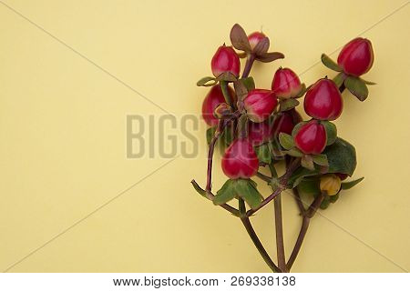 Red Sweet Amber Flower Berries, Hypericum Androsaemum.