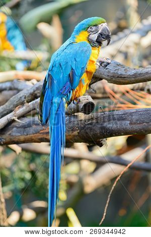 Blue & Yellow Macaw ( Ara Ararauna)