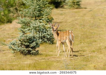 young urbanized White-tailed deer fawn (odocoileus viginianus) 