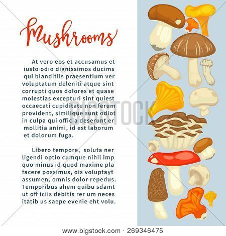 Ripe Forest Mushrooms Of All Edible Species On Promotional Poster With Sample Text