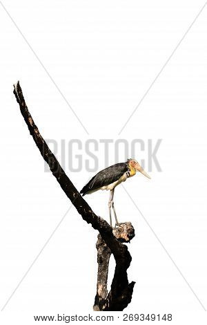 Lesser Adjutant Stork Are Hanging On Branches On White Background.