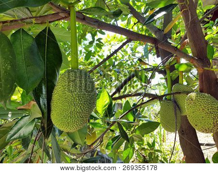 Jackfruits On The Jackfruit Tree, Jackfruits Artocarpus Heterophyllus. Fruit Concept.