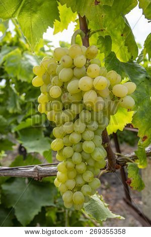 Fresh Grapes Field Vineyard. Buca / Izmir / Turkey