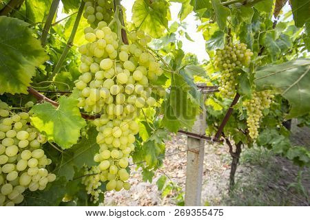 Fresh Grapes Field Vineyard. Buca / Izmir / Turkey
