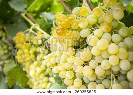 Fresh Grapes Field Vineyard. Buca / Izmir / Turkey