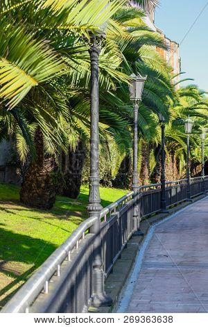 Beautiful Palm Tree Alley With Vintage Lanterns In A Park In Autumn, Europe, Spain, Oviedo