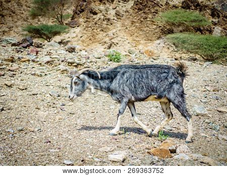 Arabian tahr - a type of mountain goat in Al Hajar mountains in Fujairah, UAE