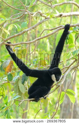 Beautiful White-cheeked Gibbon (hylobates Concolor) Sitting On Branch