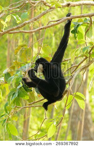 Beautiful White-cheeked Gibbon (hylobates Concolor) Sitting On Branch