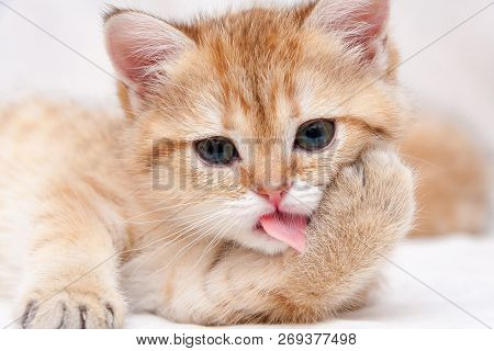 Portrait of a Golden British kitten who washes pink rough tongue pressing the foot to the cheek