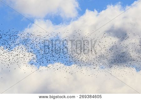 Flock Of Birds Among The White Clouds