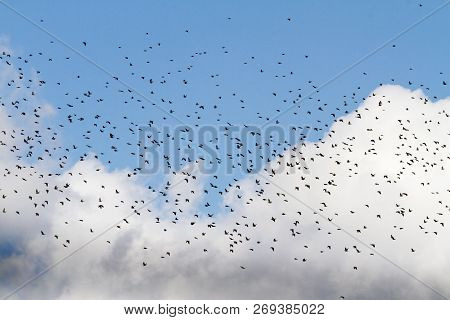 Huge Flock Of Birds Flies On A Beautiful Sky