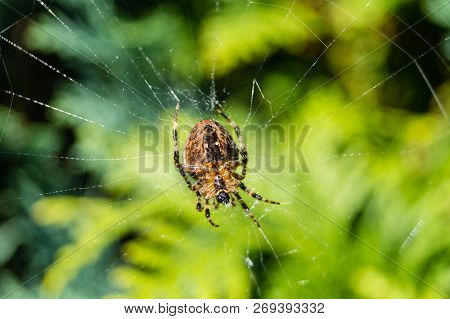 European Garden Arachnoid Spider In The Web