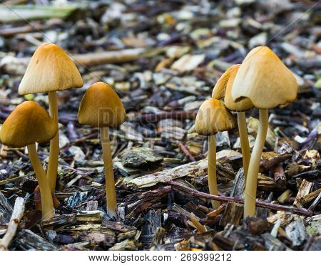 Bunch Of White Dunce Cap Mushrooms With Bell Shaped Caps Growing In Some Wood Chips Natural Forest A