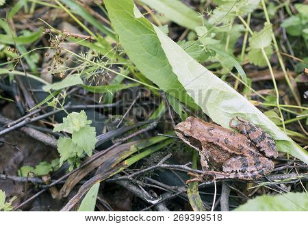 Tree Frog On Spring Leaves. Lithobates Sylvaticus .russia. Leningrad Region.