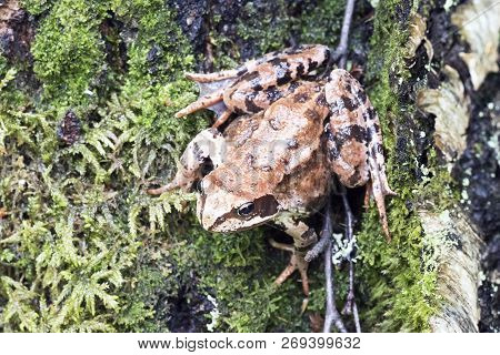 Tree Frog On Spring Leaves. Lithobates Sylvaticus .russia. Leningrad Region.