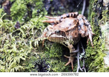 Tree Frog On Spring Leaves. Lithobates Sylvaticus .russia. Leningrad Region.