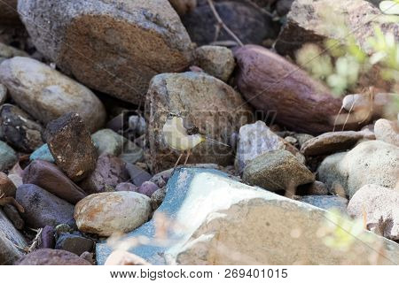 Grey Wagtail (motacilla Cinerea)