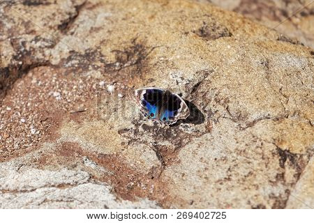 Blue Pansy Butterfly (junonia Orithya)