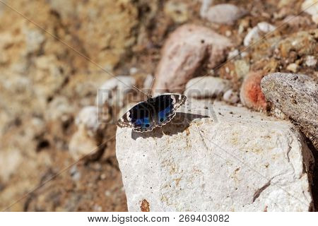 Blue Pansy Butterfly (junonia Orithya)