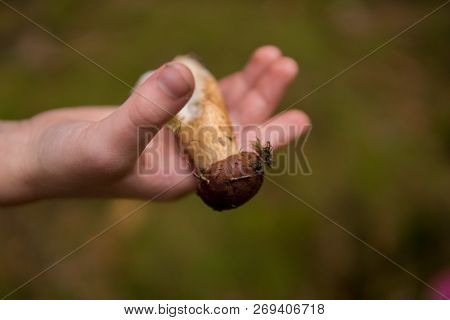 Close Up Of Hand Holding Xerocomus Mushroom Picked Up From The Ground