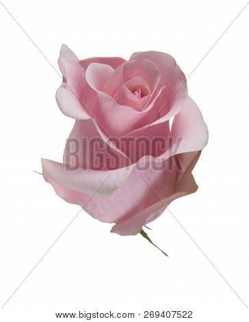 Pink Rose On White Background With Clipping Path
