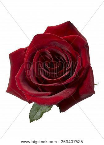 Red Rose On White Background With  Clipping Path