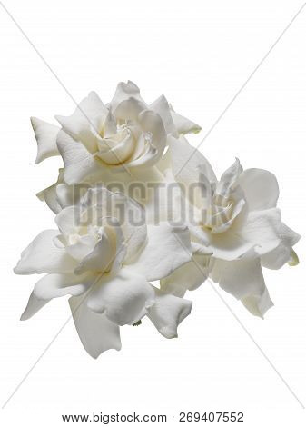 White Flower Floating On White Background With Clipping Path