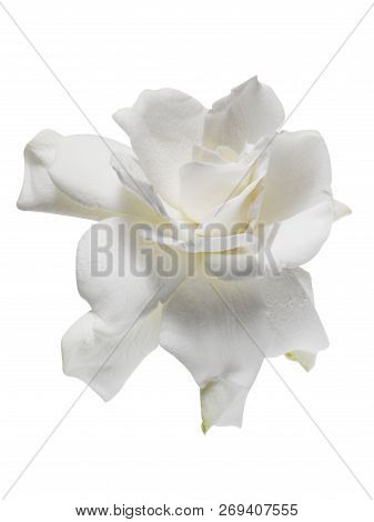 White Flower Floating On White Background With Clipping Path