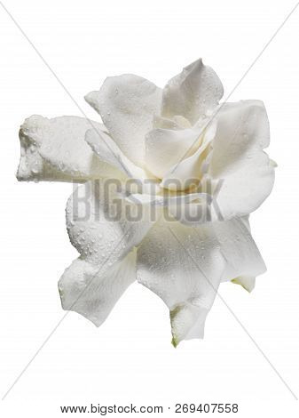 White  Jasmine Flower Floating On White Background With Clipping Path