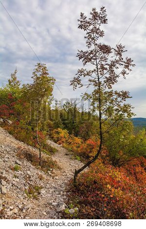 Autumn Colours On Display In The Carso Karst Limestone Area Of Friuli, Near Doberdo In North East It