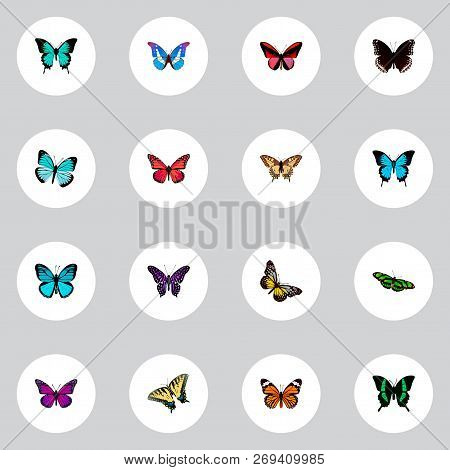Set Of Beauty Realistic Symbols With Striped Purple Crow, Checkerspot, Butterfly And Other Icons For