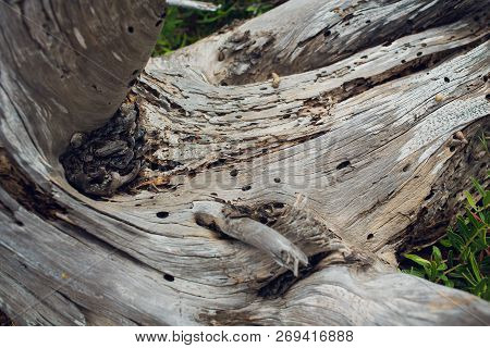 Spil Tree. Rings Near A Tree. Texture For Design Or Background.