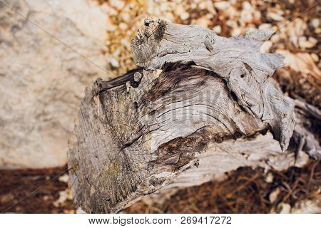 Spil Tree. Rings Near A Tree. Texture For Design Or Background.