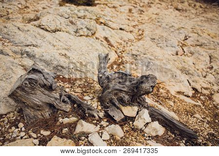 Spil Tree. Rings Near A Tree. Texture For Design Or Background.