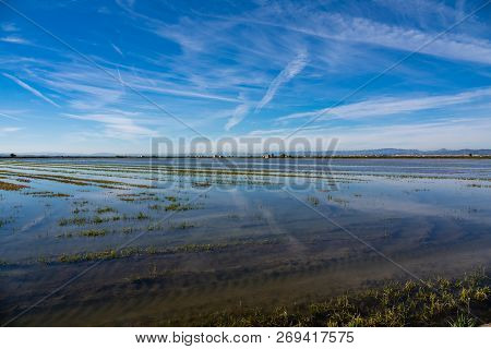 Rice Flooded Field Plantation In Albufera, Valencia