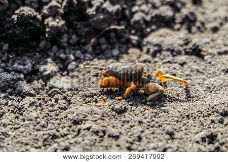 Disabled Mole Cricket (gryllotalpa Gryllotalpa) On A Garden Soil