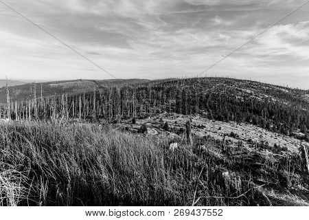 Devasted Forest In Caues Of Bark Beetle Infestation. Sumava National Park And Bavarian Forest, Czech