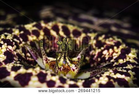Orbea Variegata, A Foul Smelling Carrion Flowers