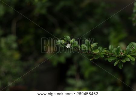 This Is Photo Of A Macro Palnts