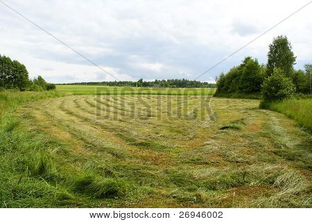 Haymaking