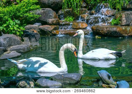 White Swan In The Wildlife Sanctuary. They Are A Species Of Bird In The Duck Family With A Length Of