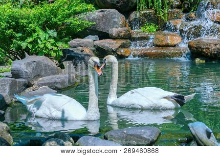 White Swan In The Wildlife Sanctuary. They Are A Species Of Bird In The Duck Family With A Length Of