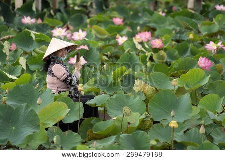 Vietnamese Padding The The Traditional Wooden Boat In The Big Lake At Thap Muoi, Dong Thap Province,