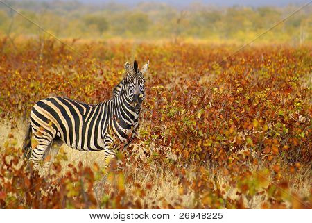 Zebra