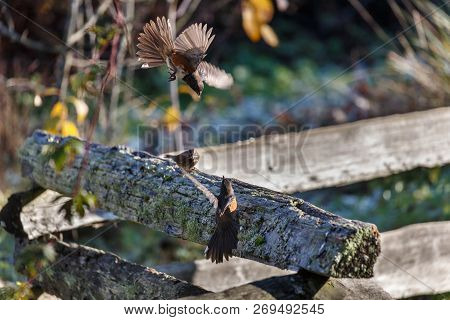 Spotted Towhee Fighting At Vancouver Bc Canada