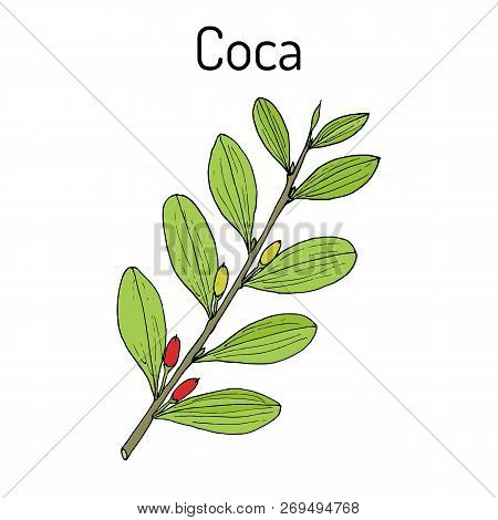 Erythroxylum Coca. Hand Drawn Botanical Vector Illustration