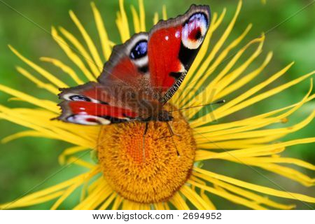 Butterfly On The Flower